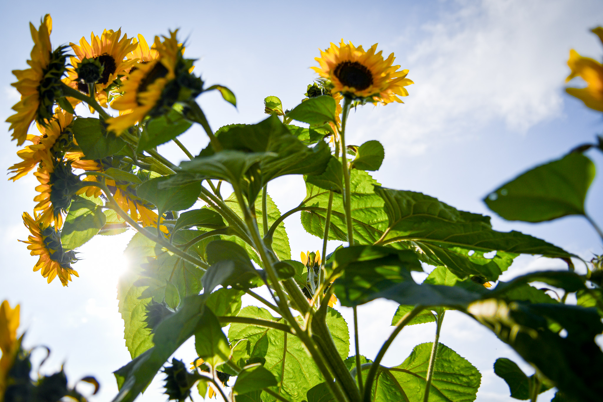 Le tournesol du jardin de Peyrat-le-Château